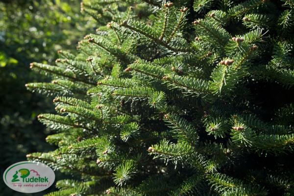 abies_cephalonica_meyers_dwarf