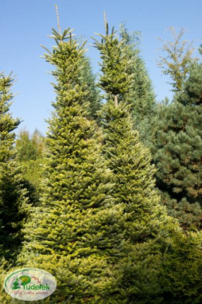 abies_koreana_aurea