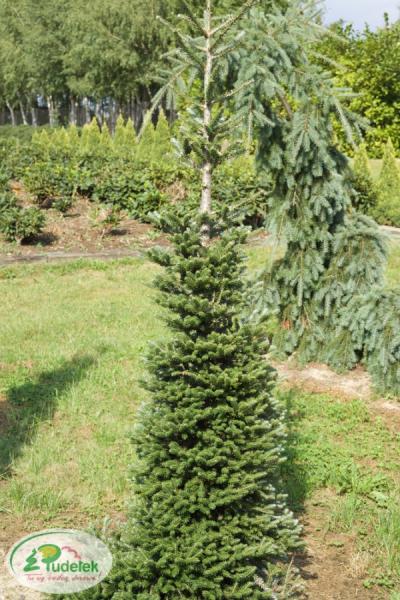 abies_koreana_brevifolia