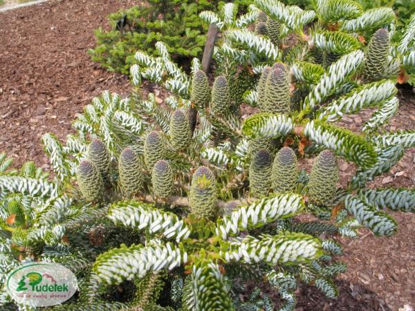 abies_koreana_silver_show