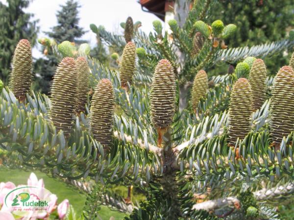 abies_koreana_silver_star