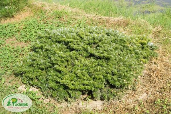 abies_koreana_tundra
