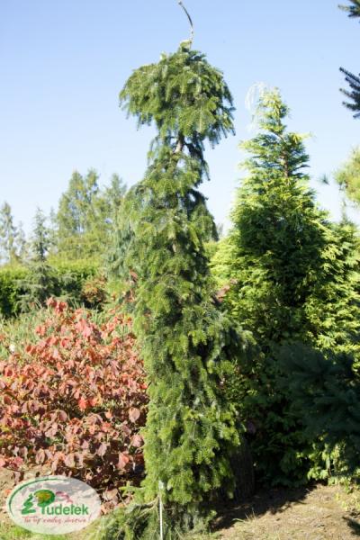 abies_nordmanniana_pendula