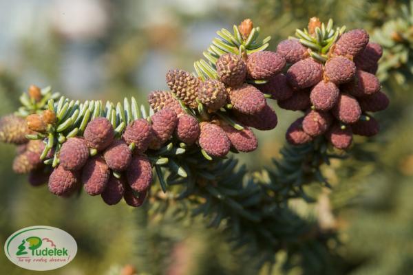 abies_pinsapo_glauca