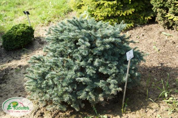 abies_procera_bizzaro