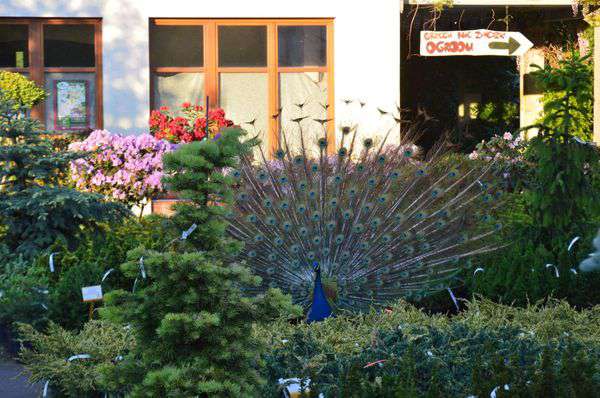 centrum-ogrodnicze-23