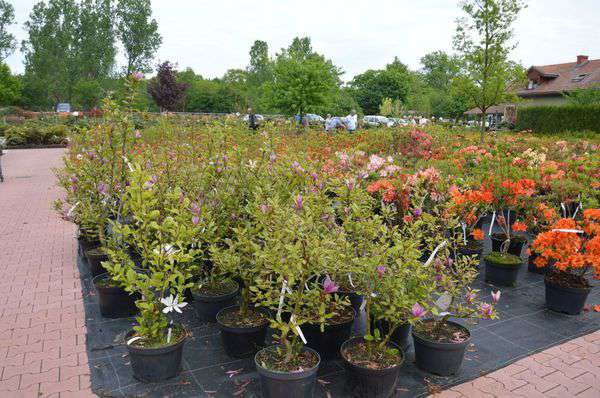 centrum-ogrodnicze-6