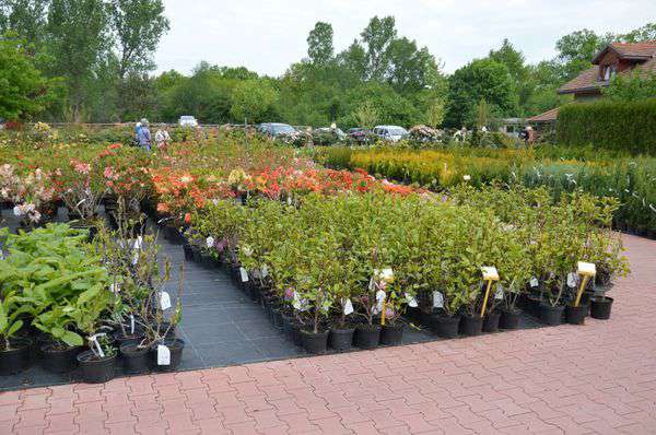 centrum-ogrodnicze-7