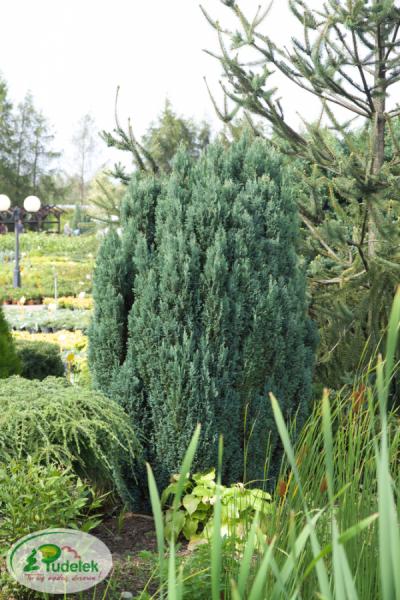 chamaecyparis_lawsoniana_ellwoodii