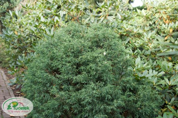 chamaecyparis_lawsoniana_lycopodioides