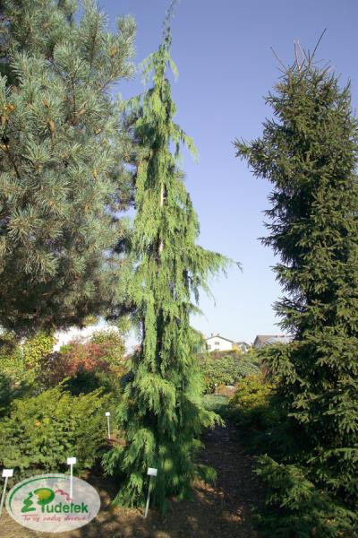 chamaecyparis_nootkatensis_jubilee