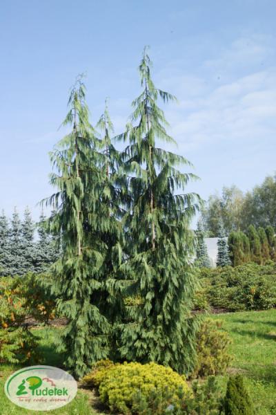 chamaecyparis_nootkatensis_klippert