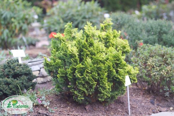 chamaecyparis_obtusa_aurora