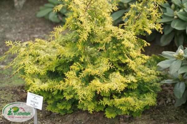 chamaecyparis_obtusa_bronze_pygmy