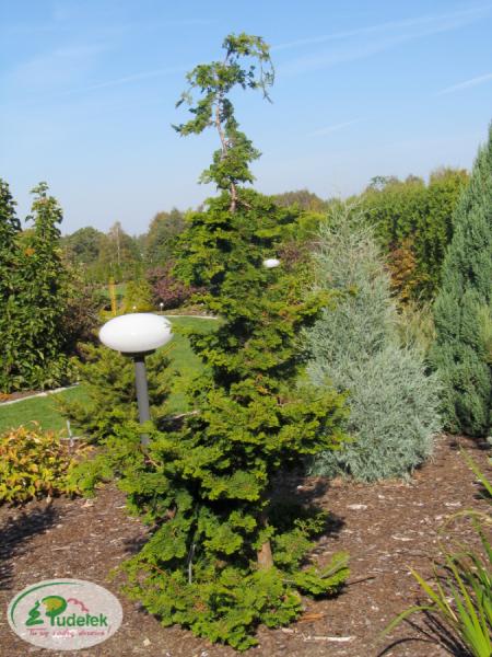 chamaecyparis_obtusa_contorta