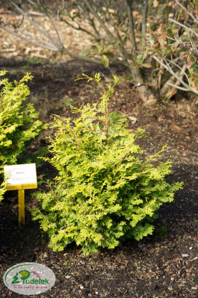 chamaecyparis_obtusa_crippsii