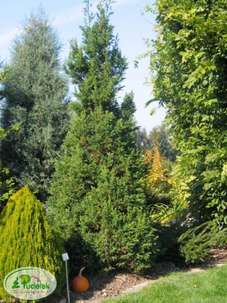 chamaecyparis_obtusa_draht