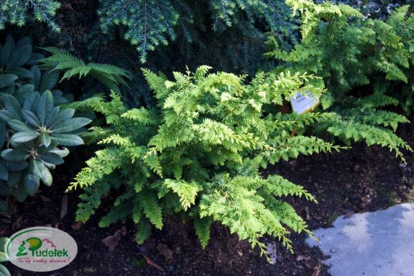 chamaecyparis_obtusa_fernspray_gold
