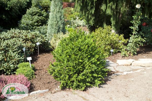 chamaecyparis_obtusa_filicoides