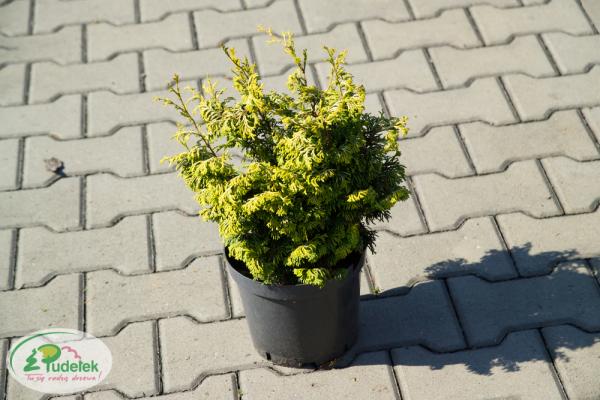 chamaecyparis_obtusa_golden_ceramic