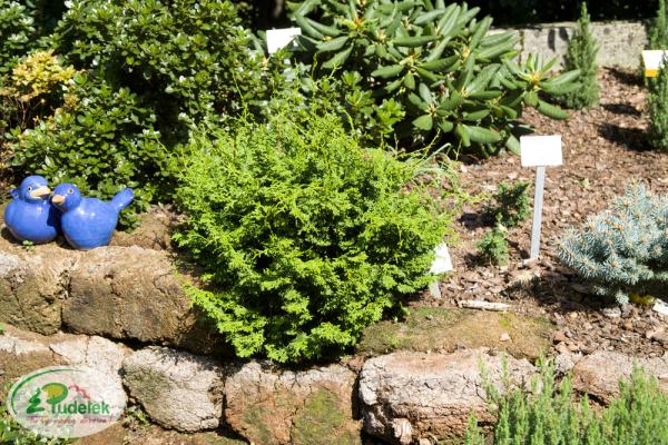 chamaecyparis_obtusa_loughead