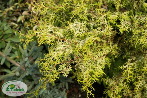 chamaecyparis_obtusa_lucas