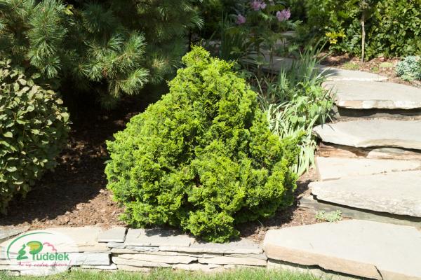 chamaecyparis_obtusa_nana_gracilis