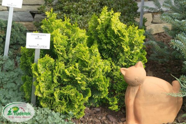chamaecyparis_obtusa_nana_lutea