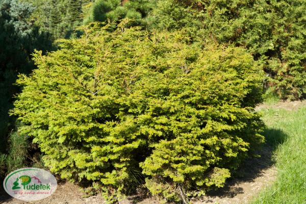 chamaecyparis_obtusa_pygmaea