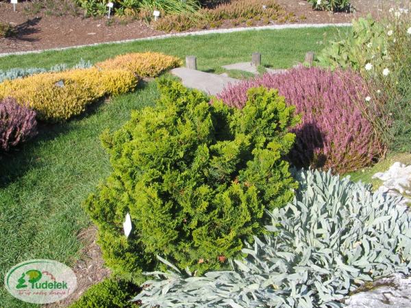 chamaecyparis_obtusa_tempelhof