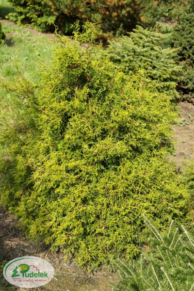 chamaecyparis_obtusa_tsatsumi_gold