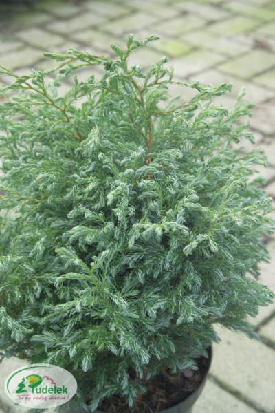 chamaecyparis_pisifera_boulevard