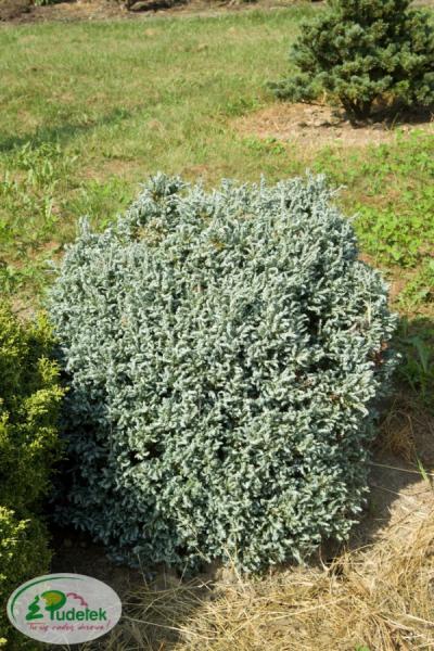 chamaecyparis_pisifera_curly_tops