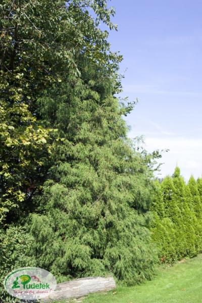 chamaecyparis_pisifera_filifera