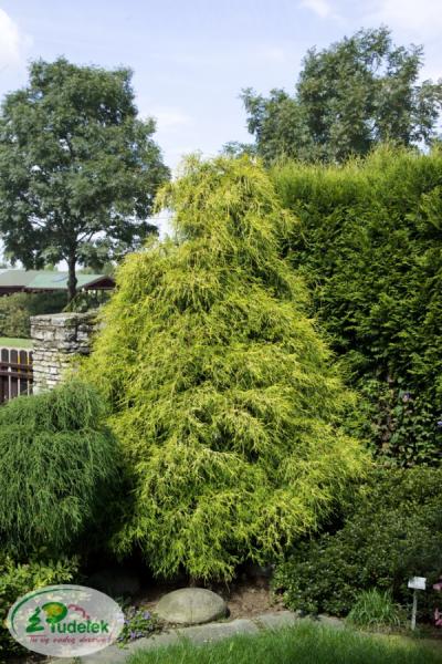 chamaecyparis_pisifera_filifera_aurea_nana