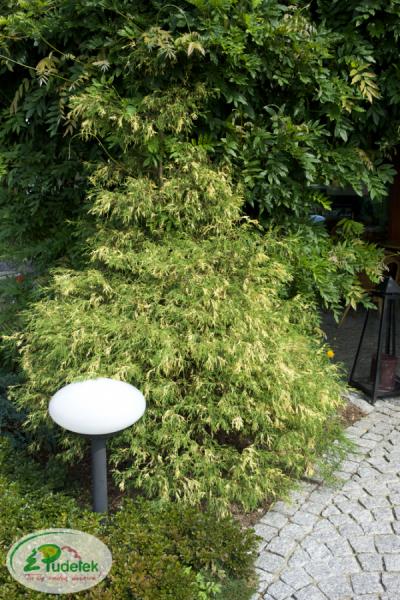 chamaecyparis_pisifera_filifera_aureovariegata