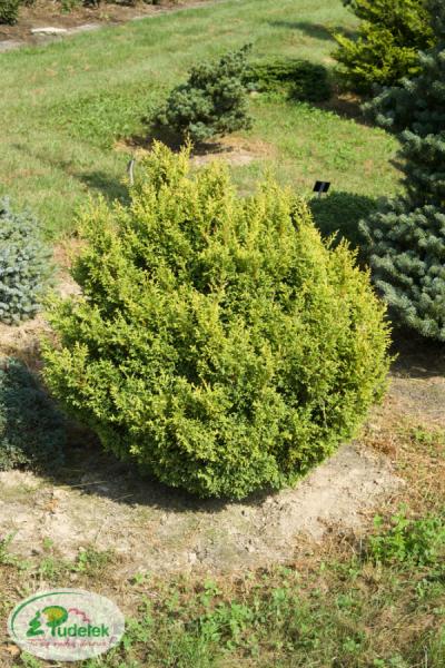 chamaecyparis_pisifera_juniperoides_aurea