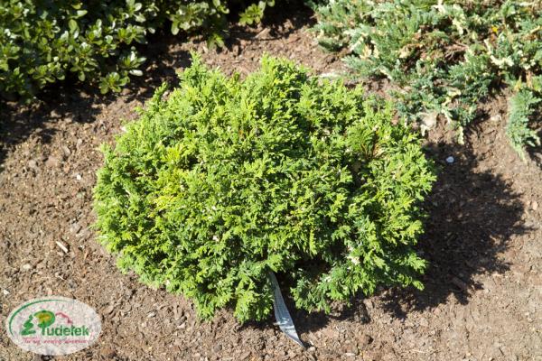 chamaecyparis_pisifera_silver_lode