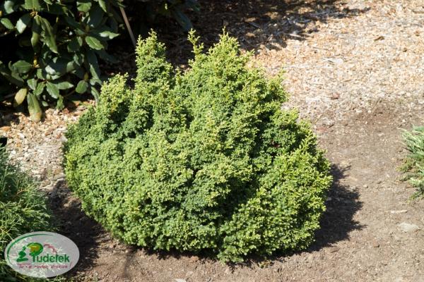 chamaecyparis_pisifera_spaans_cannonball