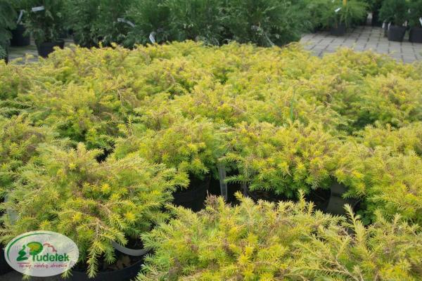 chamaecyparis_pisifera_squarrosa_aurea_nana