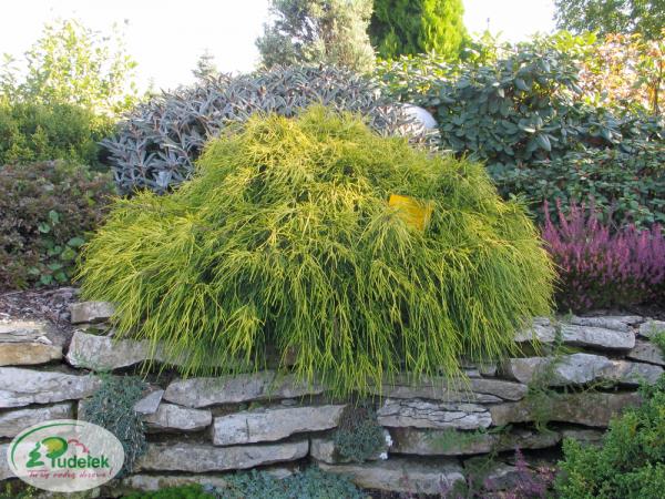 chamaecyparis_pisifera_sungold