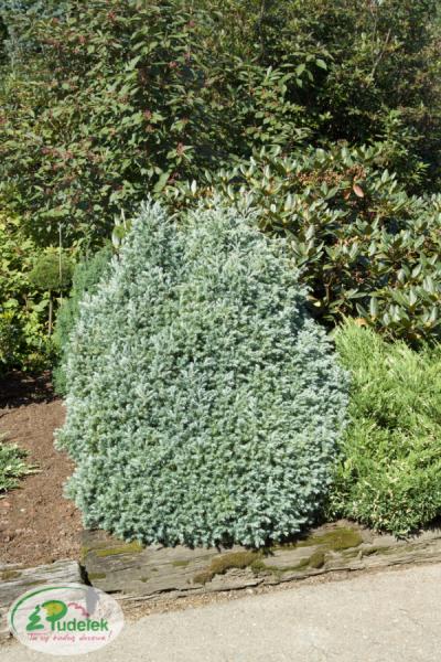 chamaecyparis_pisifera_true_blue