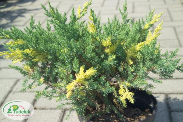 juniperus_chinensis_expansa_aureospicata