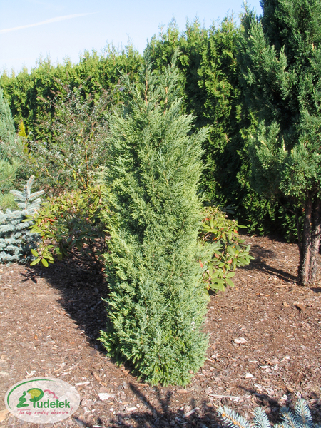 juniperus_chinensis_iowa