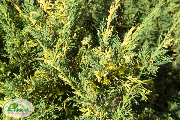 juniperus_chinensis_plumosa_aureovariegata