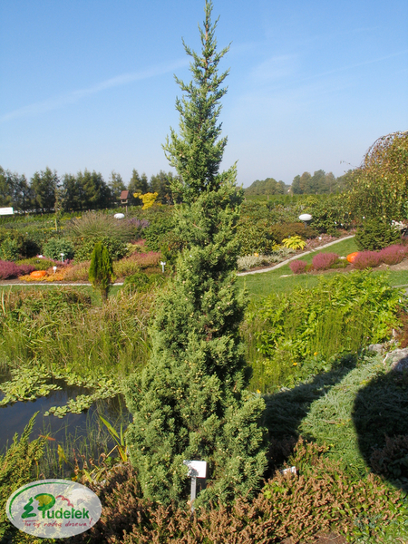 juniperus_chinensis_robusta_green
