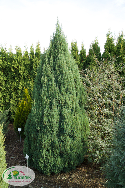 juniperus_chinensis_stricta