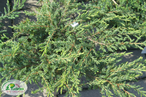 juniperus_communis_effusa
