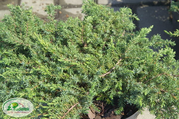 juniperus_communis_green_carpet