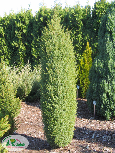juniperus_communis_hibernica
